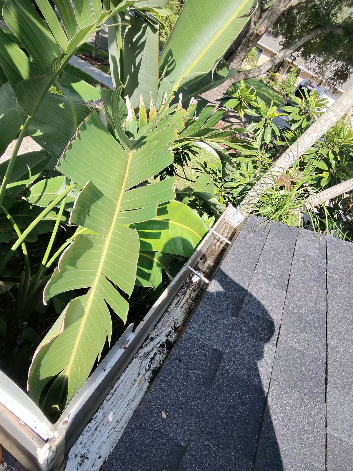 Before: gutter full of debris in Tampa