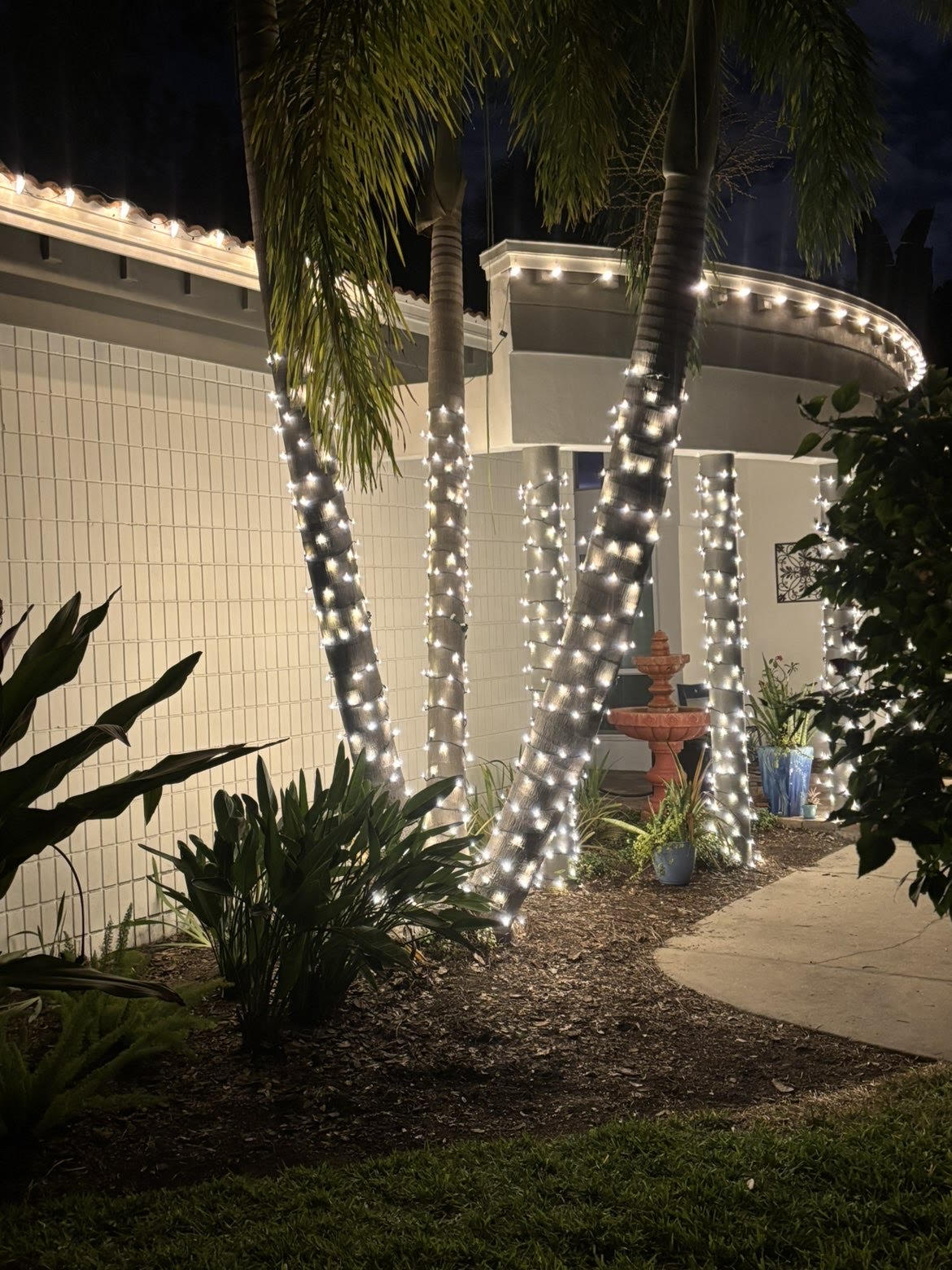Palm trees wrapped with warm white holiday lights