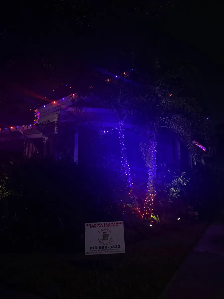 Purple and red Christmas lights wrapped on palm trees at a Tampa home with a Tampa Twinkles yard sign