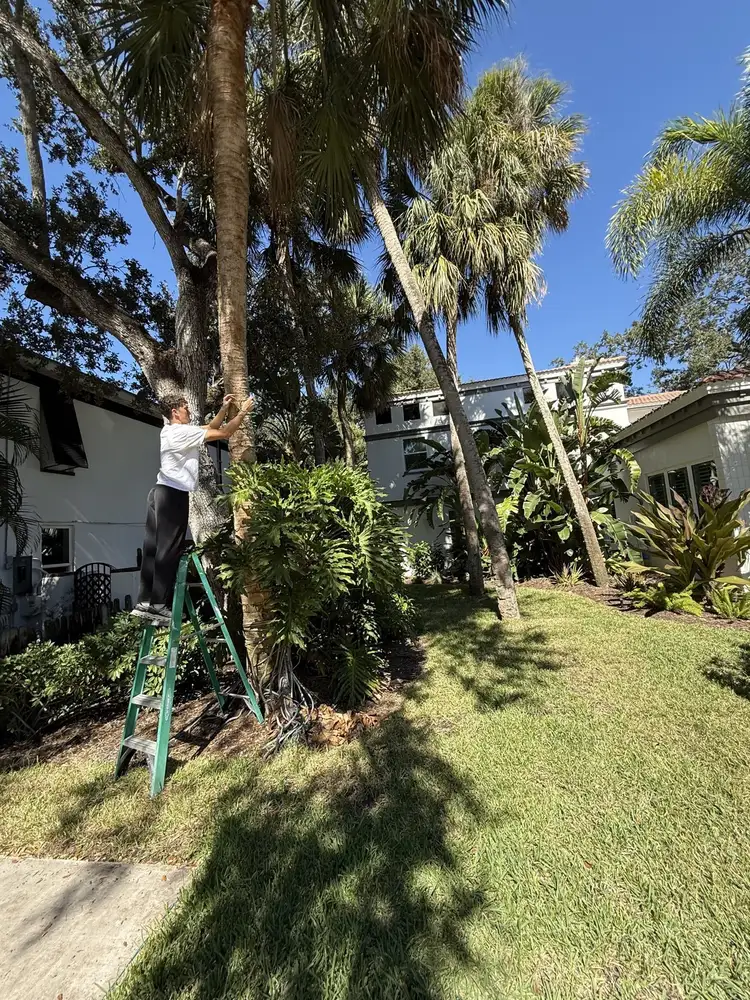 Tampa Twinkles crew on a ladder working on a palm tree